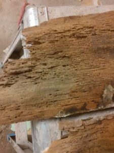 Wet rot and woodworm